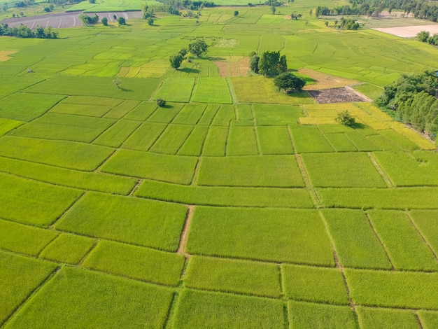 La risaia verde di vista aerea ha archiviato da sopra, azienda agricola e terra agricola a Kalasin in Thiland.