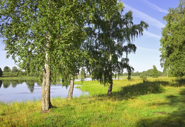 La riva del lago in estate Betulle verdi tra erba lussureggiante sotto un cielo blu Regione di Novosibirsk