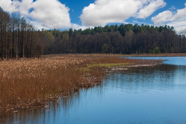 La riva di un lago in estate