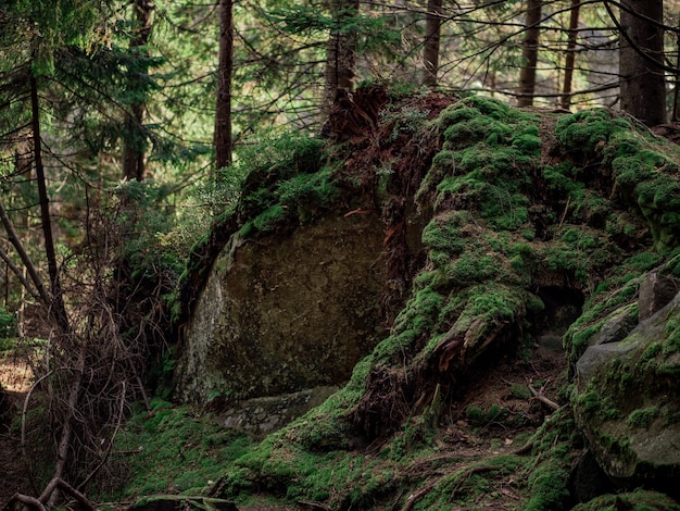 La roccia è ricoperta di muschio e radici. Sfondo naturale