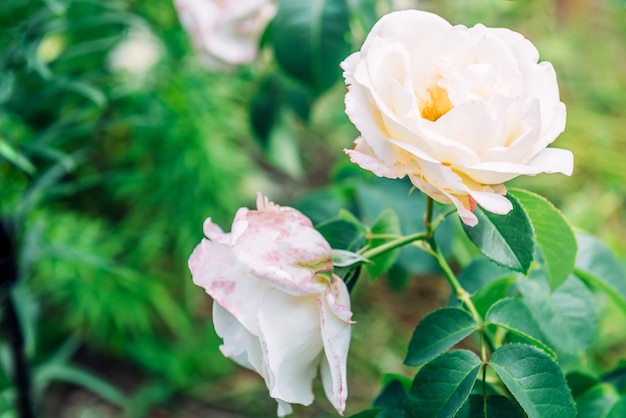 La rosa bianca che cresce nel giardino.