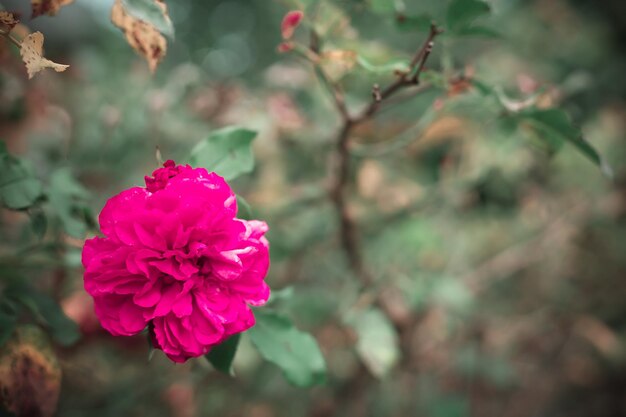 La rosa cresce in giardino in estate