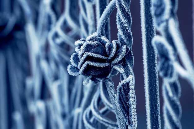 La rosa di metallo come elemento della recinzione in una giornata invernale è ricoperta di brina. Recinzione metallica con una rosa decorativa in una gelida giornata invernale