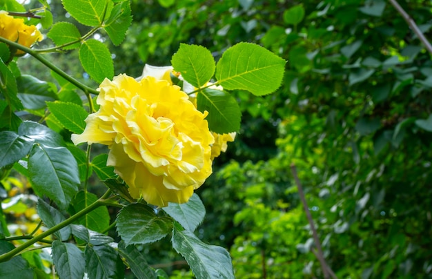 La rosa gialla cresce