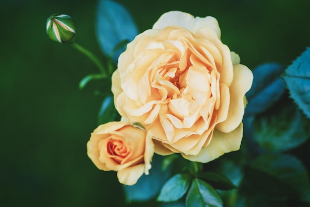 La rosa gialla fiorisce nel primo piano del giardino