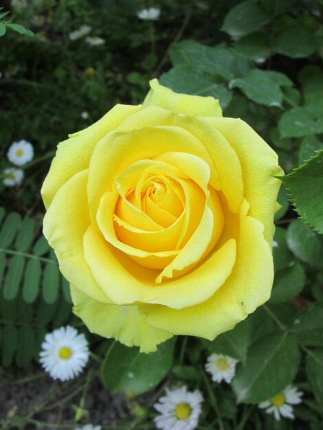 La rosa gialla luminosa del giardino