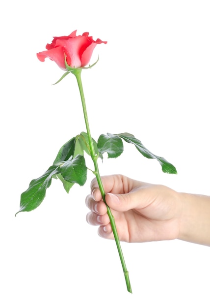 La rosa in una mano è isolata su uno sfondo bianco