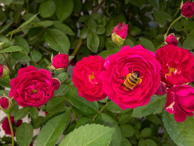 La rosa rampicante sboccia in primavera con le api che entrano e raccolgono il nettare dai fiori