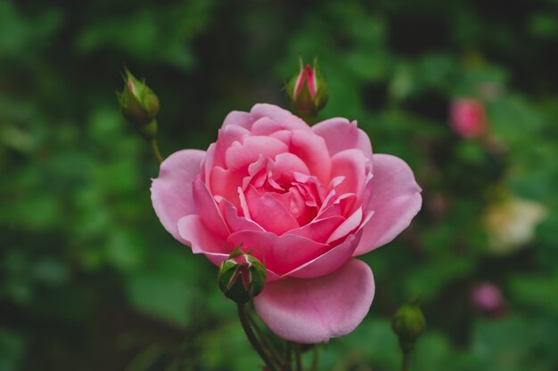 La rosa rosa nel giardino