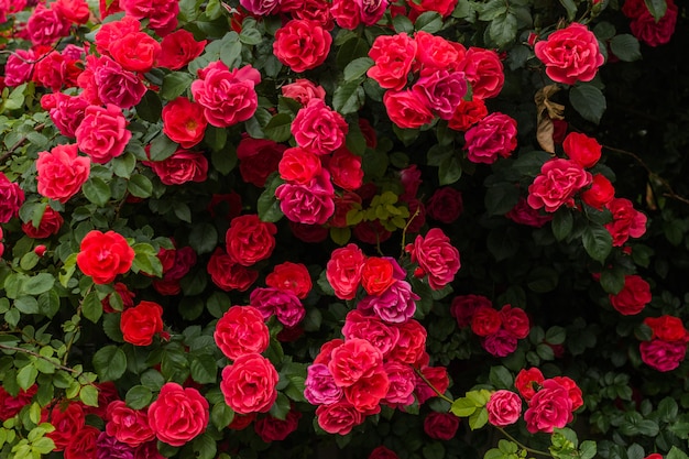 La rosa rossa Bush cresce nel parco