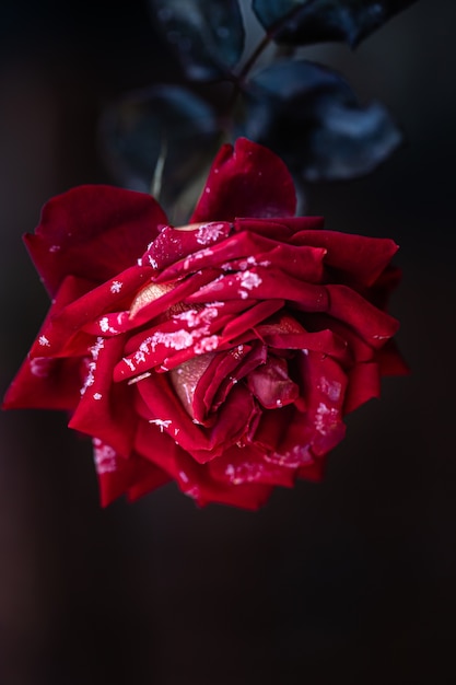 la rosa rossa è ricoperta di brina in una mattina gelida.