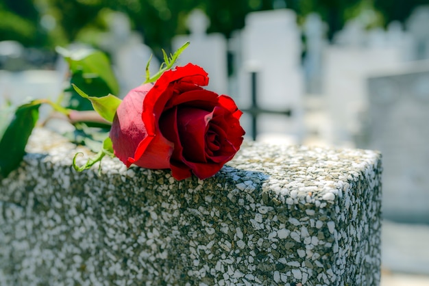 La rosa rossa è stata lasciata sulla lapide nel cimitero per qualcuno che è morto.