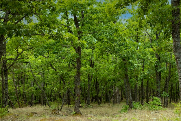 La roverella Quercus pubescens cresce negli altopiani Quercia reliquia