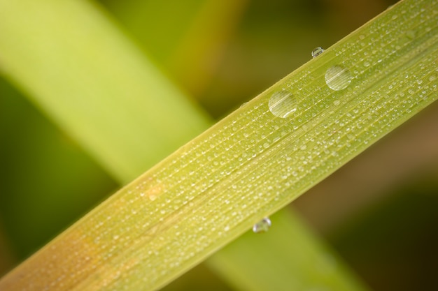 La rugiada del primo piano sulle foglie del riso in risaie. Concetto di agricoltura o stagione delle piogge.