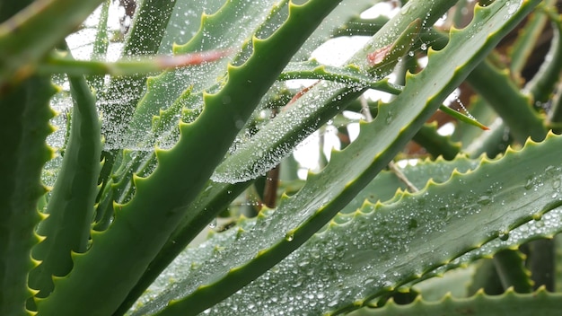 La rugiada dell'aloe vera o l'acqua piovana lasciano cadere le foglie di piante succulente umide bagnate fresche e succose