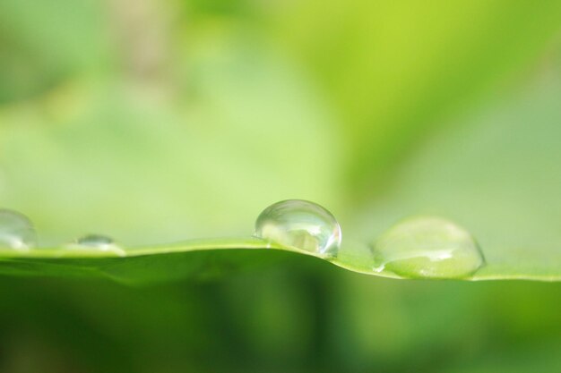 La rugiada sul taro lascia la riflessione liquida bella struttura della carta da parati del fondo delle foto macro