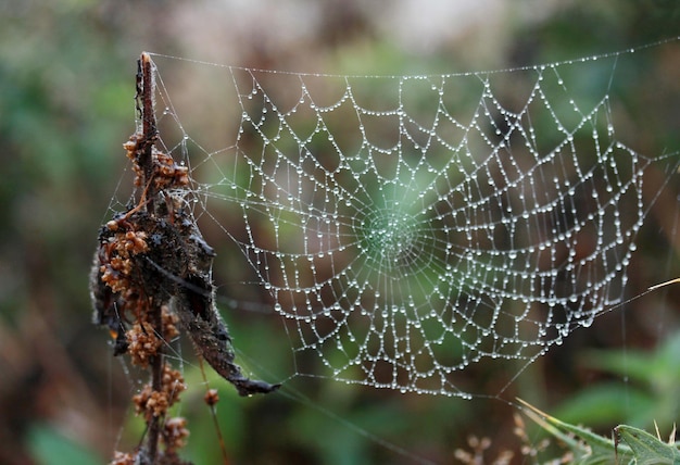 La rugiada sul web