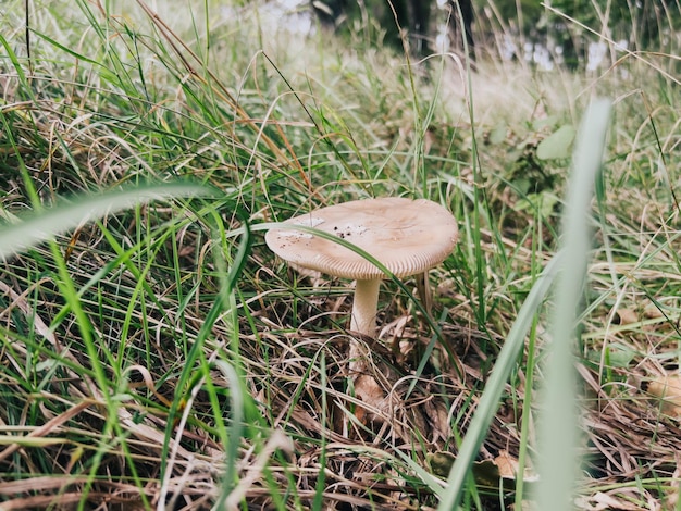 La russula beige cresce nell'erba verde