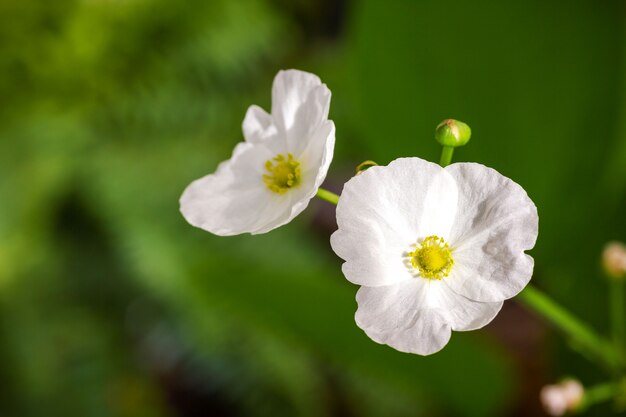 La sagittaria latifolia fiorisce in natura