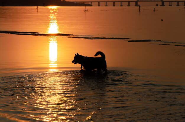 La sagoma di un cane in mare all'alba.