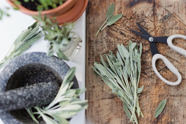 La salvia aromatica lascia le erbe in cucina