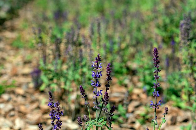 La salvia verbena è una pianta perenne. Fiore viola che fiorisce nel prato su sfondo di erba verde.