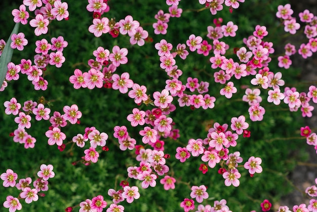 La sassifraga rosa fiorisce in primavera nel giardino