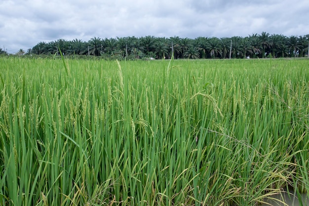 la scena della fattoria del campo di riso bagnato dopo la pioggia