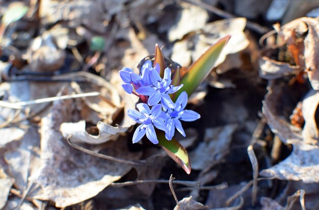 La scilla blu (Scilla siberica) fiorisce nella foresta primaverile di Krasnodar