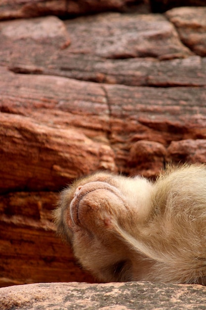 La scimmia che dorme sulla roccia Macaco del cofano a Badami Fort