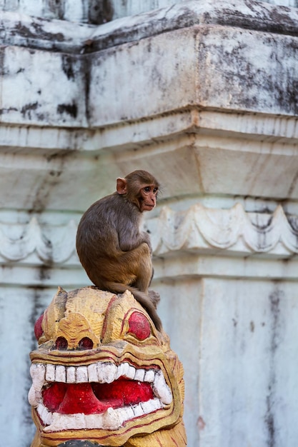 La scimmia è seduta su una mitica scultura Myanmar Birmania