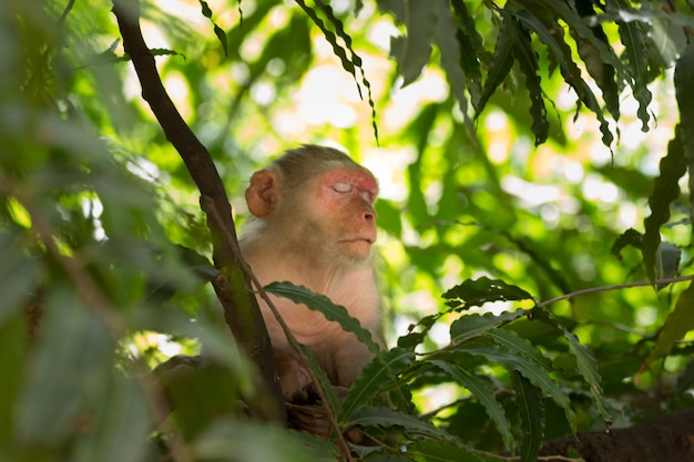 La scimmia macaco rhesus sono primati marroni o scimmie che riposano sul ramo di un albero