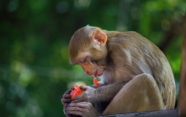 La scimmia Macaco Rhesus