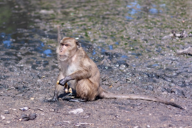 La scimmia macaco si trova nel fango con la buccia di banana Messa a fuoco selettiva sullo sfondo sfocato Vista laterale Orizzontale