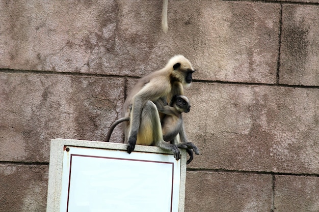 La scimmia madre con il bambino