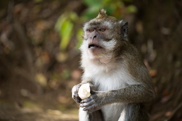 La scimmia mangia la banana in natura