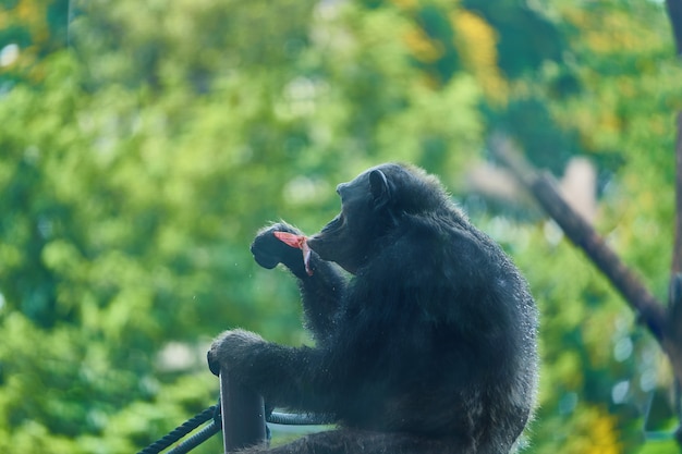 La scimmia nera si siede e gode di di mangiare il fiore sul fondo del bokeh