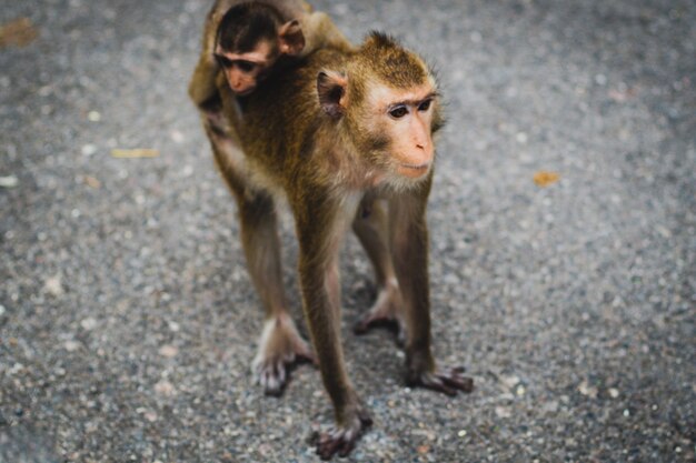 La scimmia porta il suo bambino sulla schiena attraversa la strada