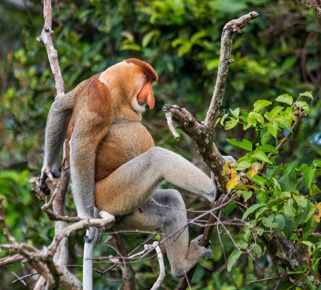 La scimmia proboscide è seduta su un albero nella giungla. Indonesia. L'isola del Borneo. Kalimantan.