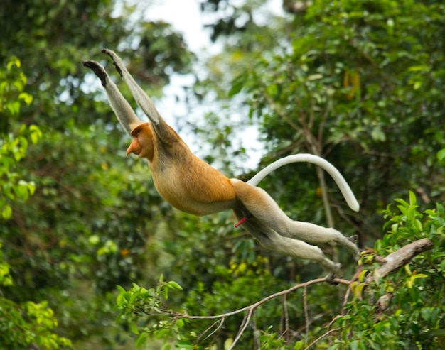 La scimmia proboscide sta saltando da un albero all'altro nella giungla. Indonesia. L'isola del Borneo. Kalimantan.