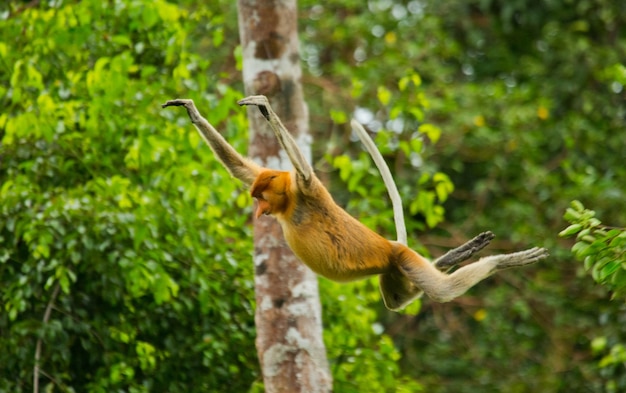 La scimmia proboscide sta saltando da un albero all'altro nella giungla. Indonesia. L'isola del Borneo. Kalimantan.