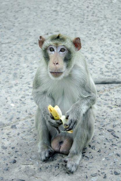 La scimmia sta tenendo una banana in mano.