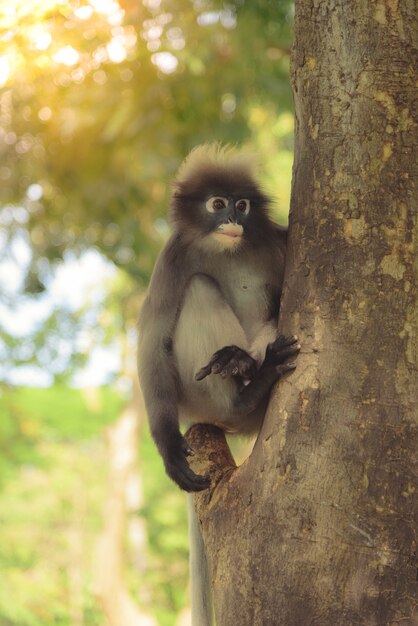 La scimmia sveglia vive in una foresta naturale della Tailandia