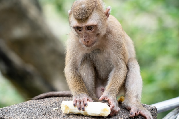 La scimmietta che regge una banana.