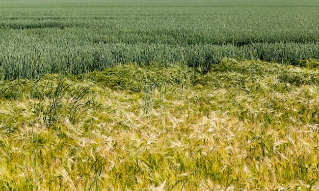 La segale matura cambia colore dal verde al giallo, un campo agricolo con la segale