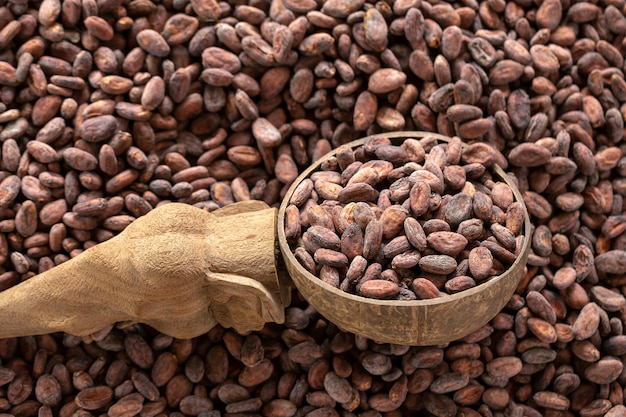 La selezione dei semi di cacao completati deve essere asciugata prima nei sacchi