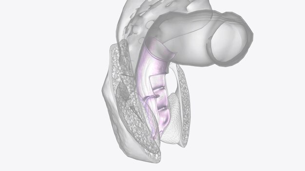 La serosa è lo strato esterno del colon