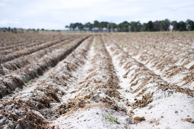 La siccità dell'estate uccide la vegetazione coltivata. Sulla terra secca e crostosa le piante nei filari si erano seccate.