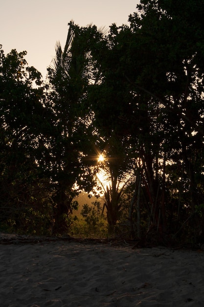 La silhouette degli alberi della spiaggia durante il tramonto