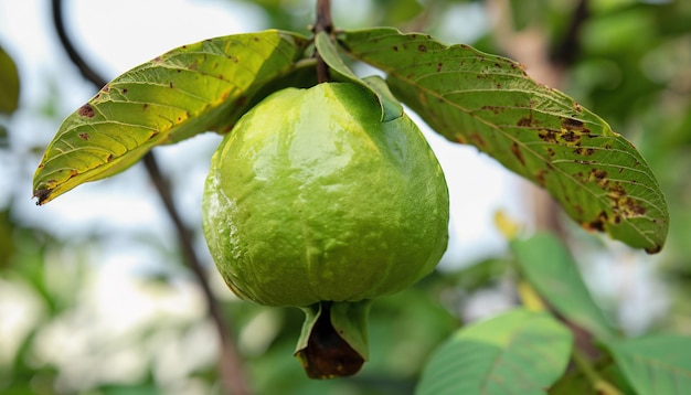 La singola guava è sul ramo dell'albero